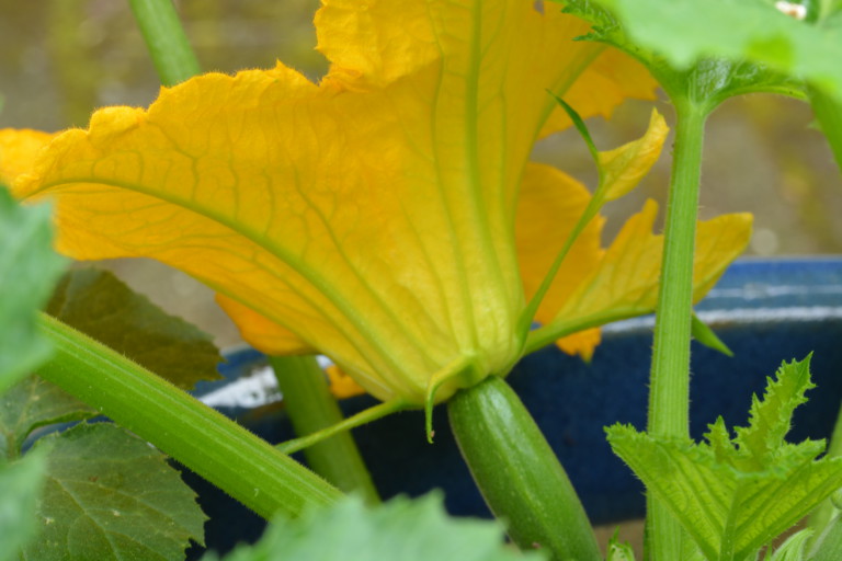 Risotto with fried courgette flowers Berries & Lime